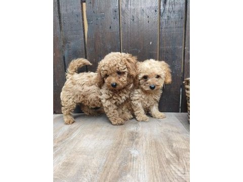 Dişi ve erkek poodle yavrular