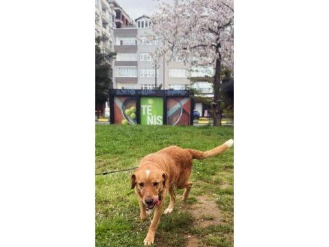 Golden retriever insan dostları