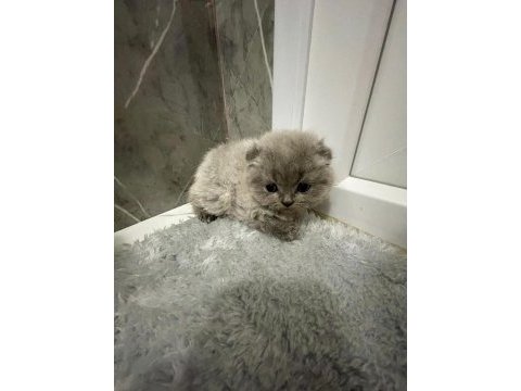 Güzel scottish fold yavrularımız