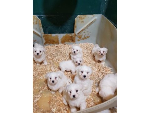 Muhteşem maltese terrier yavrularımız