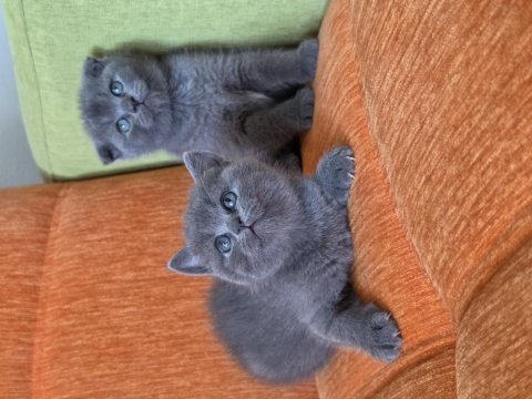 Süper kalite british shorthair yavrular