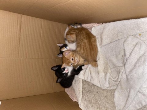 Yavru smokin kedi yuva arıyor