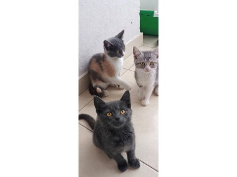 British shothair tabby