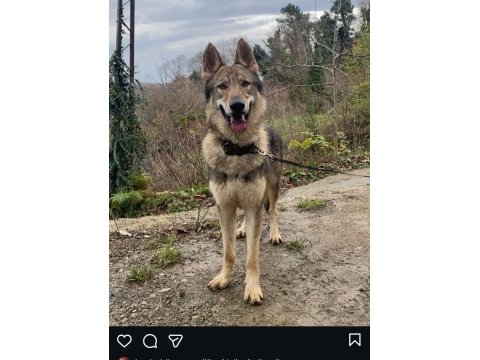 Çekoslovak wolfdog