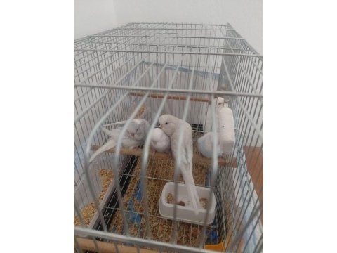 Ele alıştırmalık muhabbet kuşu yavrular