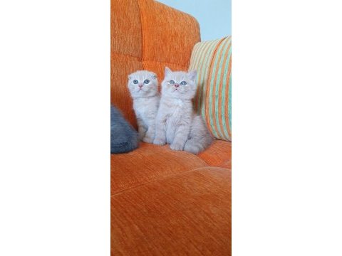Safkan koca kafa bebek british shorthair yavrularım