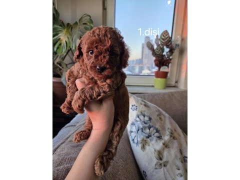 Toy garantili 2 dişi poodle ev ortamından