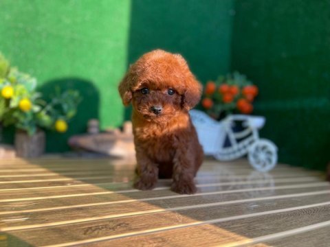 Toy poodle bebekler referans yavru köpeğimiz
