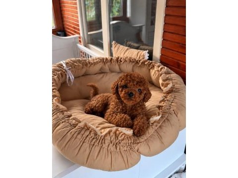 Toypoodle redbrown yavrular kore kan 