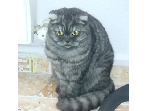 Evimizin scottish fold prensesi mia
