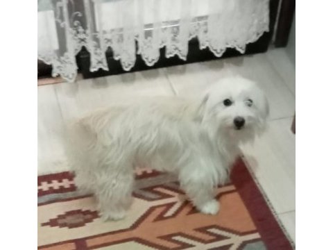 Dişi maltese 1 yaşında