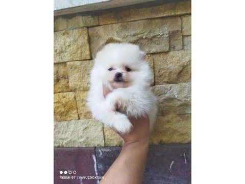 Pomeranian boo yavrularımız