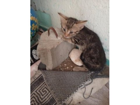 4 kardeş maviş göz kediler