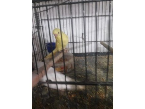 Muhabbet kuşu çeşit çeşit