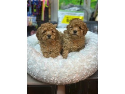 Mükemmel bebek yüzlü toy poodle bebeklerimiz