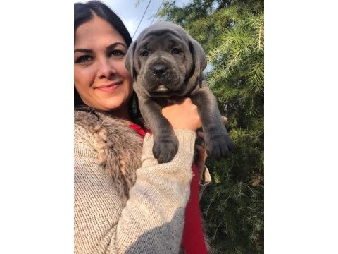 Üst kalite dev cane corso yavrularım