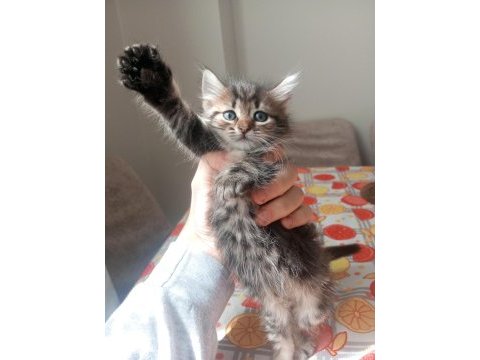 Yavru british longhair