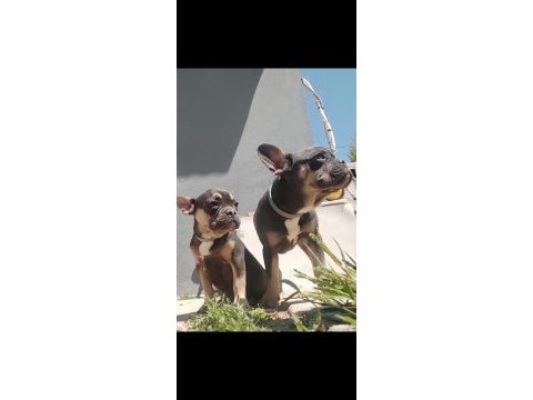 Blue tan french bulldog choco taşıyıcı dişi ve erkek 5 aylık