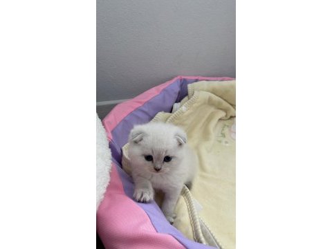 1.5 aylık tuvalet eğitimli mavi gözlü scottish fold
