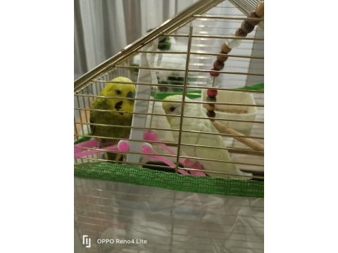 İkiside erkek beyaz kırmızı gözlü kafesiyle muhabbet kuşu