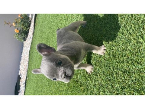 Fransız bulldog yavrular