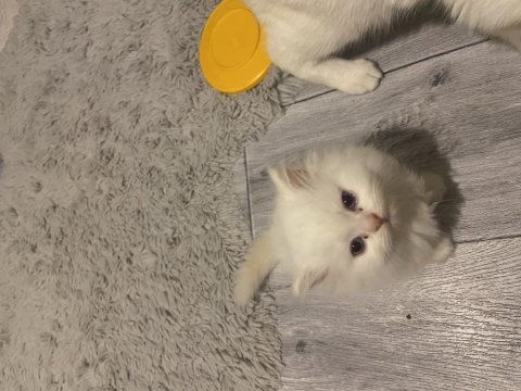 Blue point british longhair