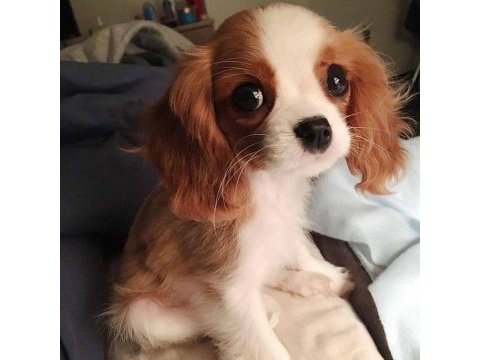 Efsane sevimli cavalier king charles yavrular