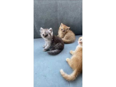 British shorthair 50 günlük bebelerim