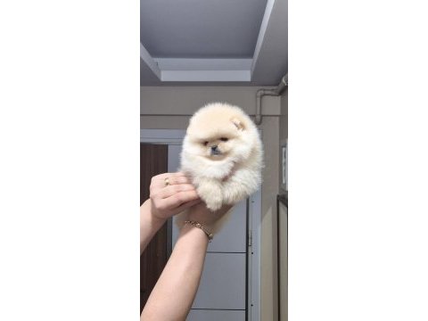 Üst kalite teacup orijinal ırk erkek pomeranian