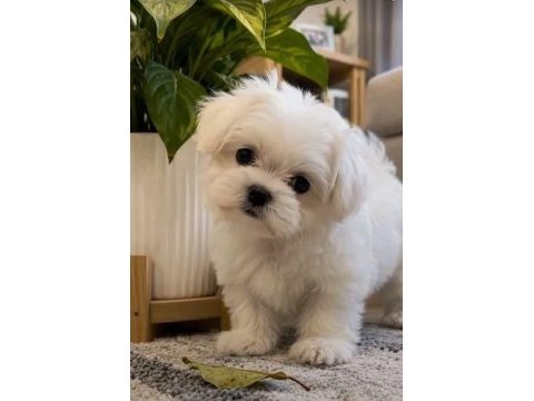 Maltese terrier sıfır no xs büyümeyen bebeklerim