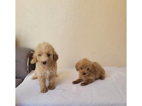 Çeşit çeşit maltipoo