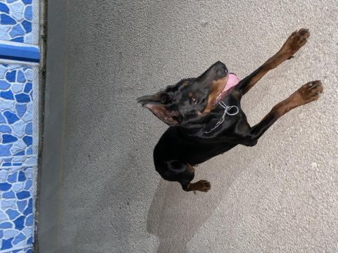 Anne scr’li doberman yavrularımız