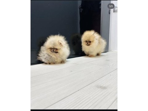 Erkek ve dişi pomeranian yavrular