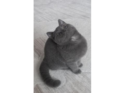 British shorthair dişi