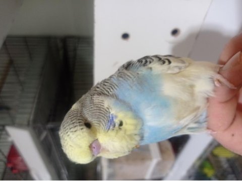 Jumbo muhabbet kuşu yavrular