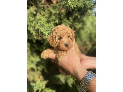Mini red poodle (teacup)