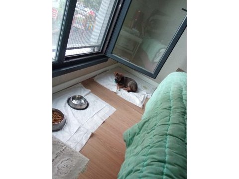 Alman kurdu köpeği