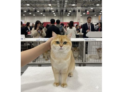 Safkan şecereli british shorthair bebeklerim