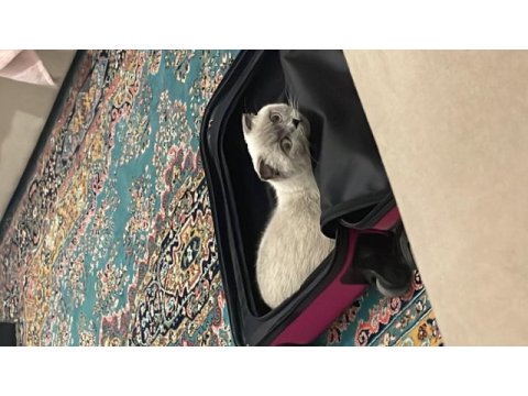 Blue point scottish fold