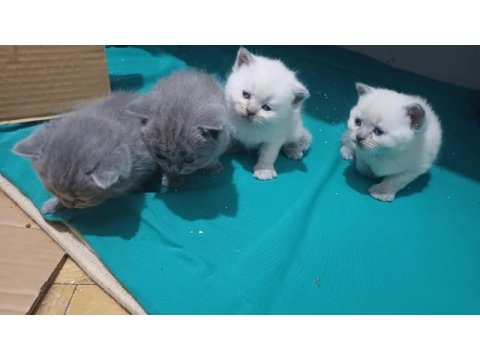 2 aylık yavru scottish fold kedimiz