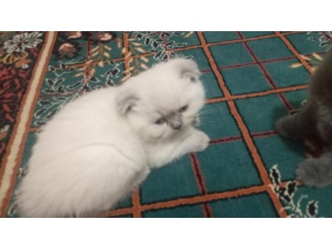 Scottish fold blue point