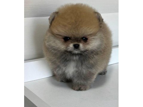 Pomeranian boo orjinal