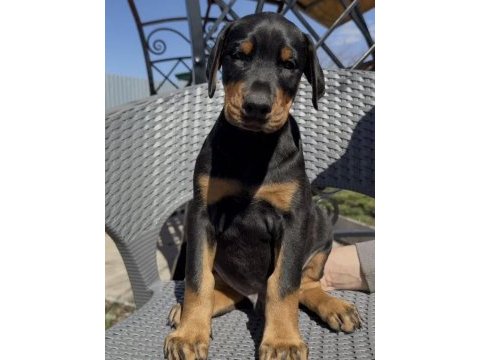 Show kalite doberman yavrular