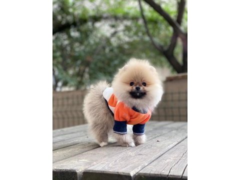 Pomeranian boo