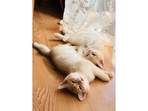 Şecereli british shorthair ay-12