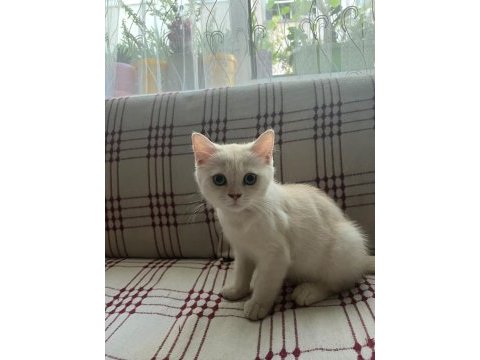 British iran chinchilla