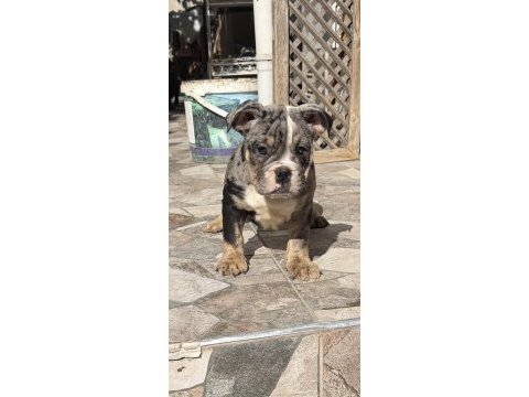 Egzotik ingiliz bulldog yavrularımız