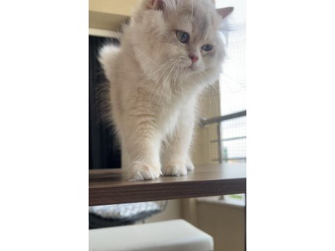 Erkek british longhair bebek
