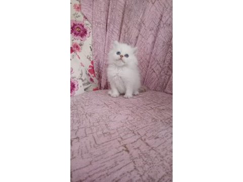 British longhair golden point erkek