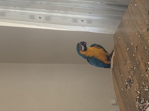 Yari evcil mavi ara macaw papağanı